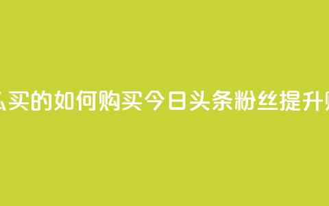 今日头条粉丝怎么买的 - 如何购买今日头条粉丝提升账号影响力！  第1张