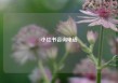 小红书咨询电话